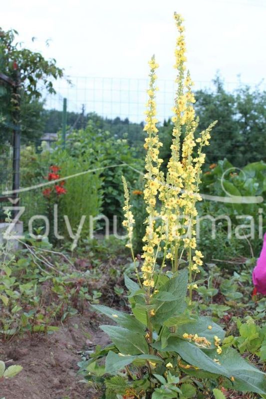 tube-verbascum-vaistiniai-augalai-rinkimas-zoliavimas