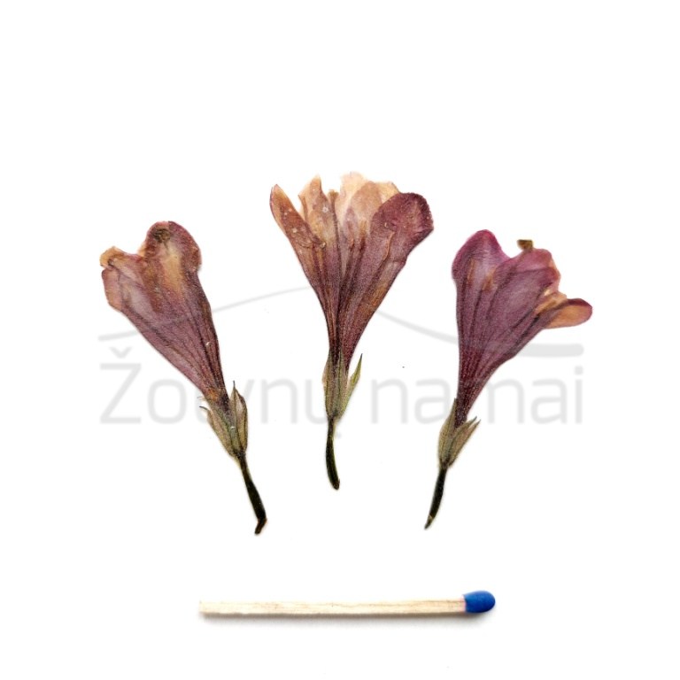 veigela-flower-diy-pressed-dried-suspausti-craft-dziovinti-petals-purple-decore-handcraft-rankdarbiai-epoxy-derva-www