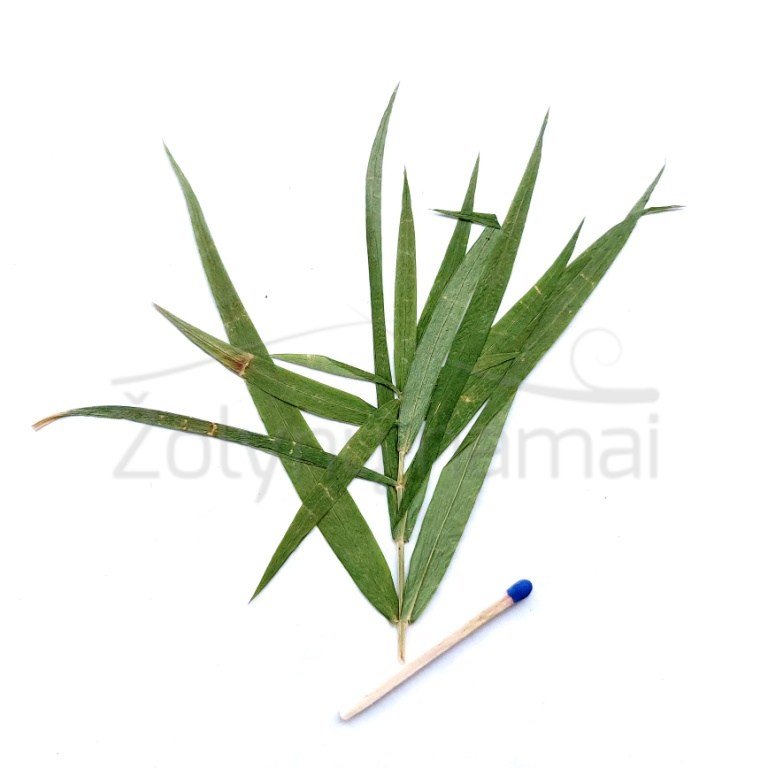 zole-zali-lapai-green-diy-pressed-plant-atvirutems-handcraft-decore-suspausti-epoxy-dried-dziovintas-www