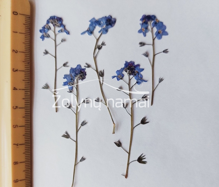 herbarizuoti-neuzmirstuoliu-ziedynai-be-lapeliu-pressed-forger-my-not