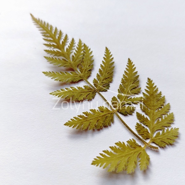 kvapiosios garduokles-lapeliai-maistui-puosti-dziovinti-zali-pressed-flowers