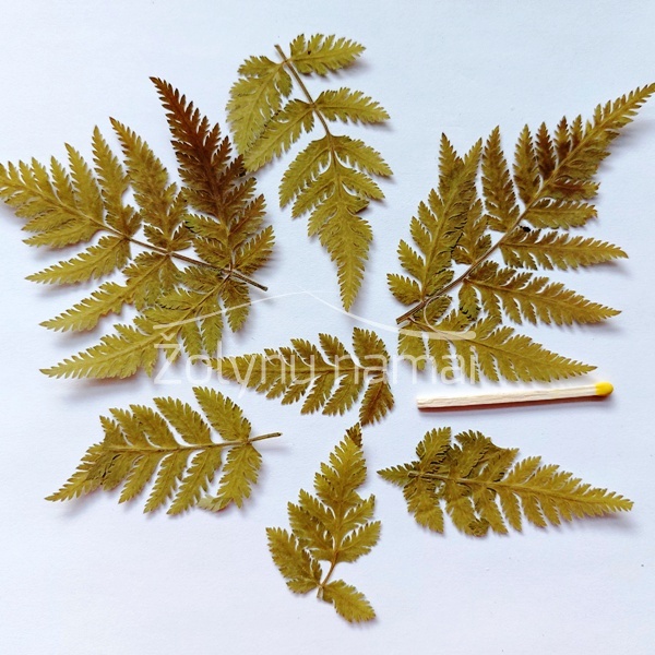 kvapiosios-garduokles-lapeliai-zali-dziovinti-karpyti-pressed-flowers