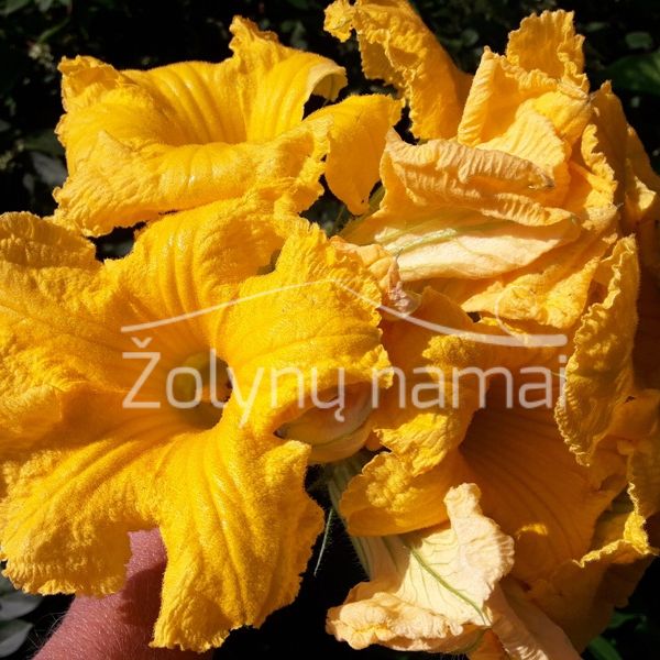 zn-moliugu-agurociu-sviezi-ziedai-receptai